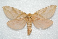 Sthenopis purpurascens
