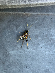 Spilopteron occiputale