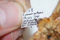 Sthenopis purpurascens