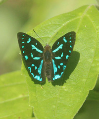 Simiskina pharyge