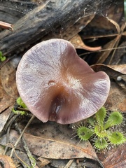 Cortinarius archeri