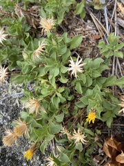 Heterotheca brandegei