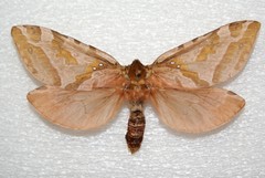 Sthenopis purpurascens
