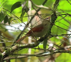 Cranioleuca subcristata