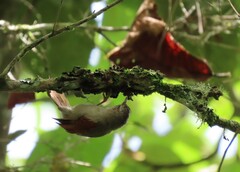 Cranioleuca subcristata