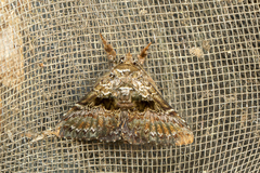 Ortopla nulliusinverba