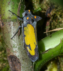 Zyzzogeton viridipennis