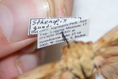 Sthenopis purpurascens