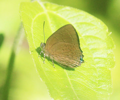 Simiskina pharyge