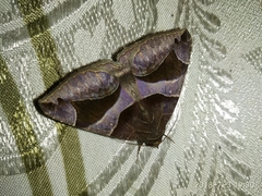 Bastilla arcuata
