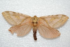 Sthenopis purpurascens