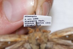 Sthenopis purpurascens