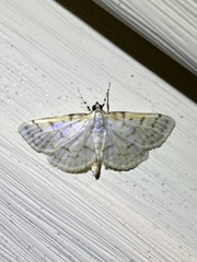 Polygrammodes flavidalis