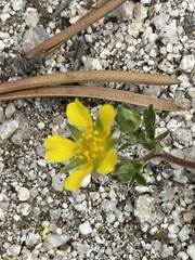 Potentilla luteosericea