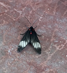 Hypocharis clusia