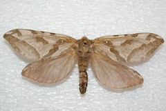 Sthenopis purpurascens