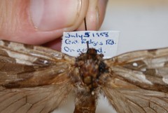 Sthenopis purpurascens