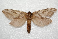 Sthenopis purpurascens