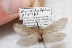 Korscheltellus gracilis
