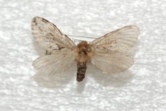 Korscheltellus gracilis