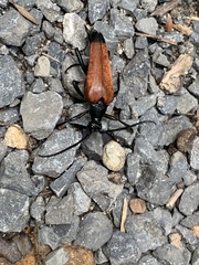 Stenelytrana emarginata