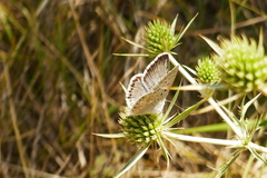 Polyommatus hispana