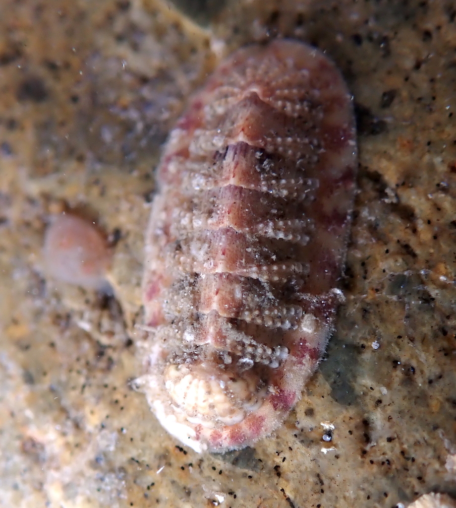 Callistochiton palmulatus