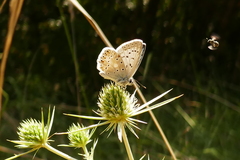 Polyommatus hispana