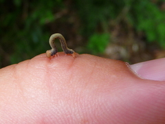 Bastilla joviana