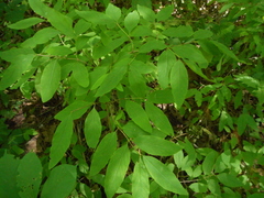 Lonicera canadensis