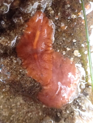 Eurylepta aurantiaca