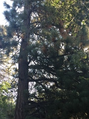 Pinus coulteri