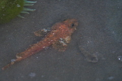 Hemilepidotus hemilepidotus