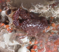 Paraxanthias taylori