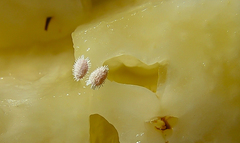 Dysmicoccus brevipes