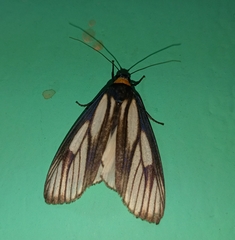 Macrobrochis prasena