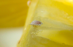 Dysmicoccus brevipes