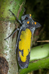 Zyzzogeton viridipennis