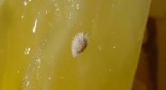 Dysmicoccus brevipes