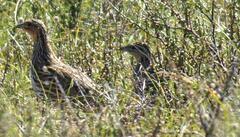 Coturnix pectoralis