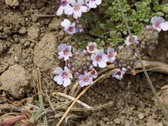 Junellia micrantha