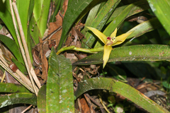 Maxillaria nasuta