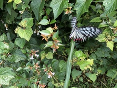 Hestina assimilis assimilis