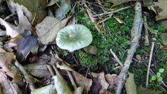 Russula parvovirescens