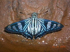 Phocides pigmalion