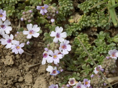 Junellia micrantha