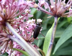 Melanotus castanipes