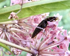 Melanotus castanipes