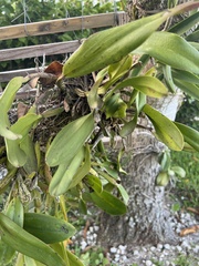Vandoideae