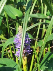 Dufourea novaeangliae